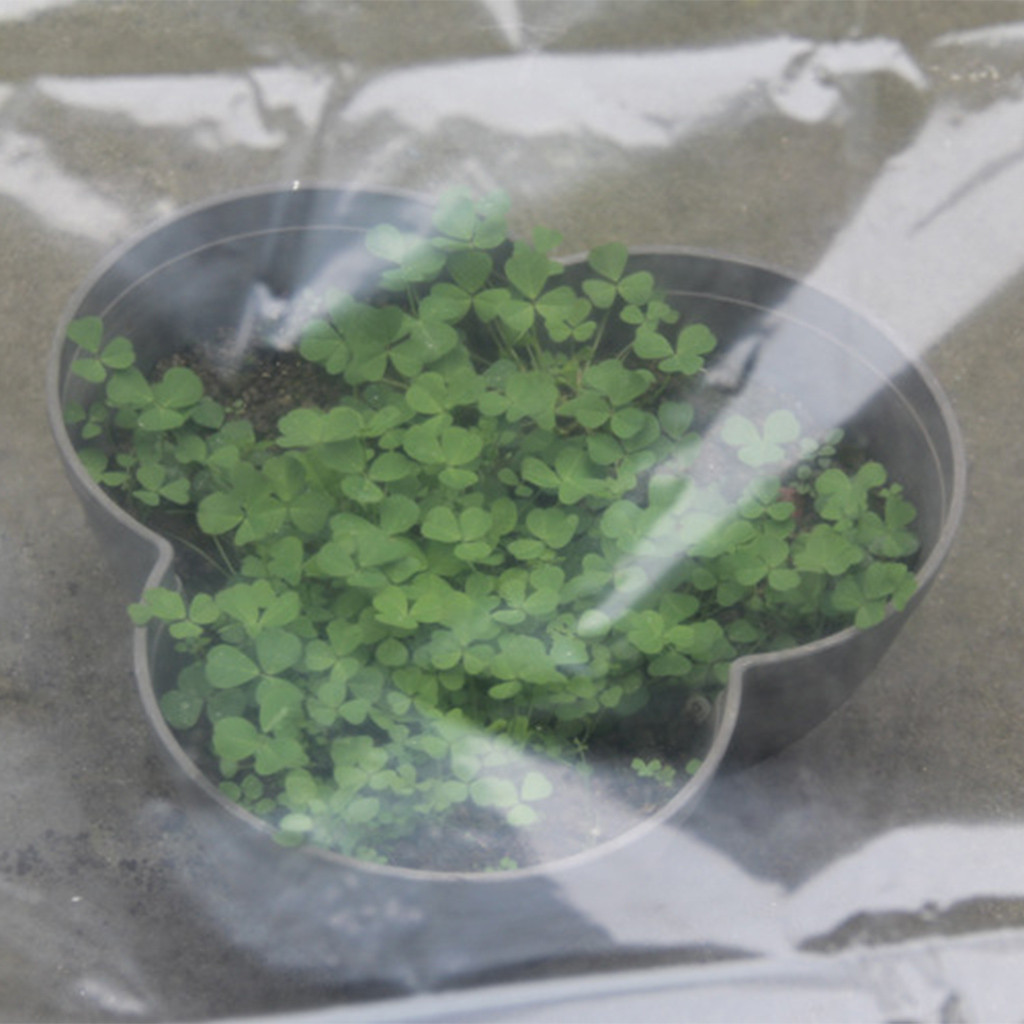 غطاء بلاستيكي شفاف للبيوت المح - مراجعة Greenhouse Plastic Film وسعره