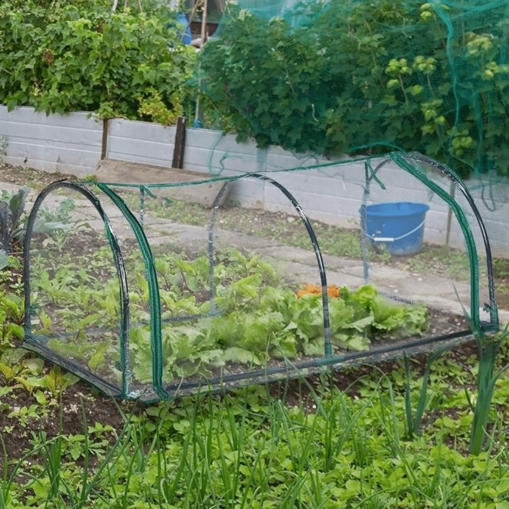 خيمة نمو النباتات الشفافة الصغ - مراجعة Greenhouse Plastic Film وسعره